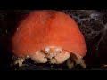 Sponge Crabs and Their Adaptations