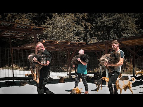 Großer Umzugstag! Asyl-Hunde erkunden zum ersten Mal die Ranch