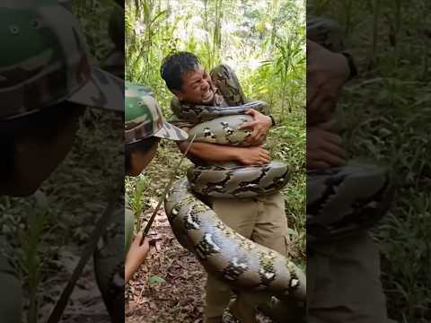 Pria Ini Mat* Gara-gara Mainin Ular Python! #shortvideo #ularbesar #shorts #viral