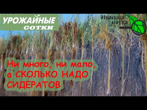 Сколько же сидератов нужно от сорняков, как удобрение и для урожая? Нормы высева на все случаи!