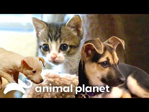 Most Inspiring Puppy Bowl Underdog Stories | Animal Planet