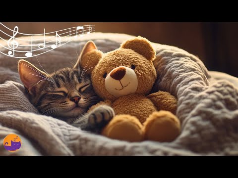 17 HOURS of Healing Cat Music to Cure Anxiety, Stress and Aggression 💤