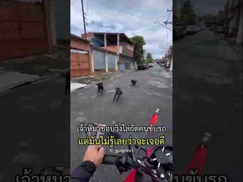 หมาชอบวิ่งไล่กัดคนขับรถ แต่มันไม่รู้เลยว่ากำลังไล่ผิดคน