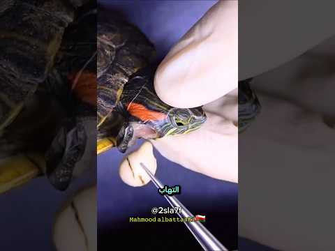 اغرب مرض في عالم السلاحف      #اكسبلور #حيوانات #turtle #الجزائر #العراق #مصر #natgeo #سلطنة_عمان