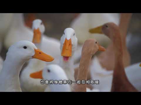 P64影片 恆溫動物 wmv - YouTube