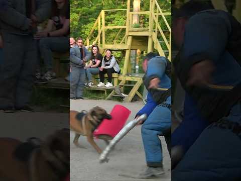 Hard. Команда ЧУЖОЙ. #STRAZHODESSA Дрессировка собак. Одесса. СТРАЖ.
