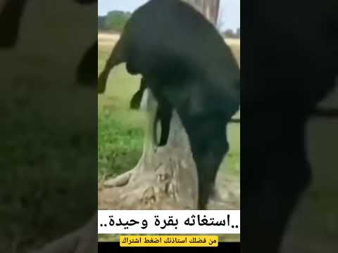 استغاثه بقرة🐂#subscribe #shortvideo #shortsfeed #shorts