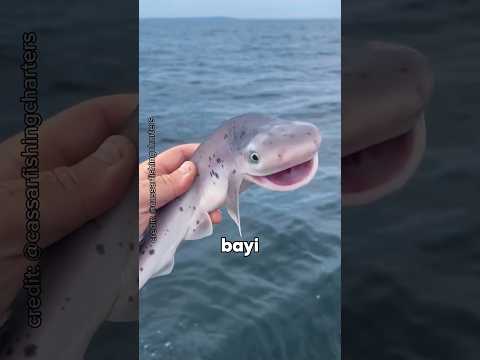 Kenapa Gak Boleh Menangkap Bayi Hiu⁉️😱