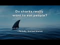 Understanding Sharks