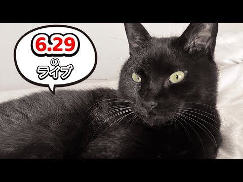 【猫好き集合！】黒猫スピの飼い主の雑談ライブ！