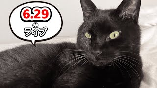 【猫好き集合！】黒猫スピの飼い主の雑談ライブ！