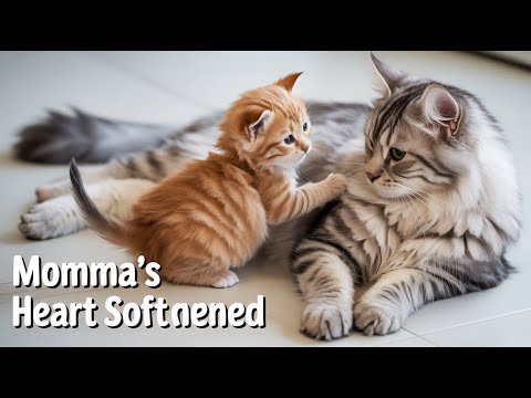 Mom Cat's Heart Melts For Lonely Foster Kitten