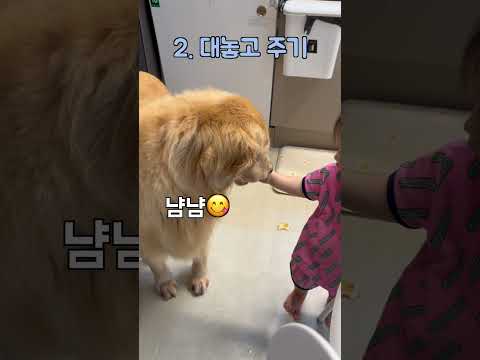 이 아기가 리트리버와 모닝빵을 먹는방법