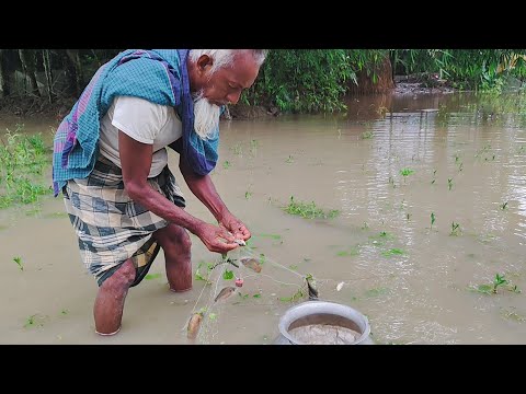 দাদার কারেন্ট জালে বিলে হরেক রকমের মাছ বাধলো। বৃষ্টির পানিতে মাছ ধরা। Rainy day Village fishing 2025