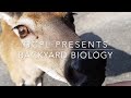 Understanding White-Tailed Deer Behavior