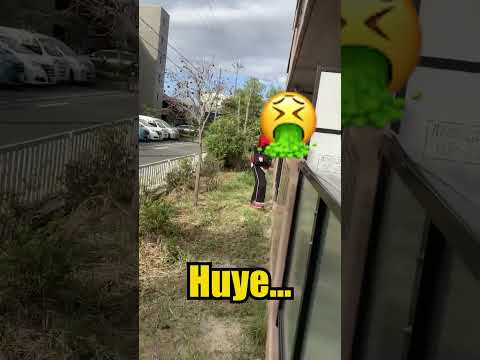 PILLAN A UN MIRÓN EN DIRECTO EN JAPÓN! QUE HARÍAS TU?