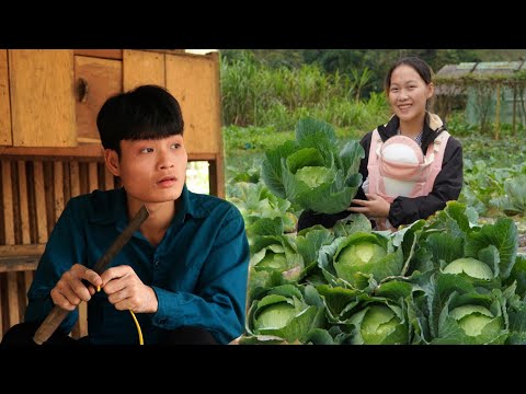 Harvesting cabbage for sale, Hien takes care of pigs on the farm