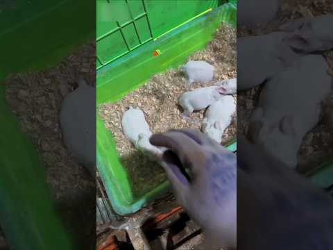 কাদার মধ্যে যা পেলাম, চোখে বিশ্বাস হয়নি! 😲🐰”#rabbit
