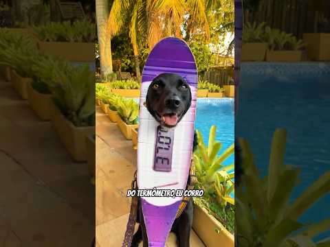 TERMÔMETRO NO VETERINÁRIO #cachorro #cachorros #veterinaria