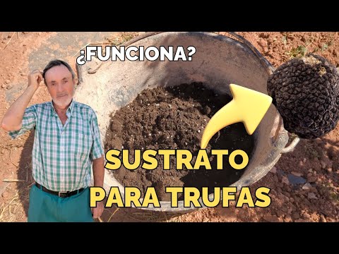 Las encinas truferas no producen trufas 💀 Probamos un Sustrato específico