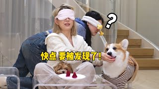 【喵来啦】扎心了！！跟狗玩游戏被狗耍了？？！