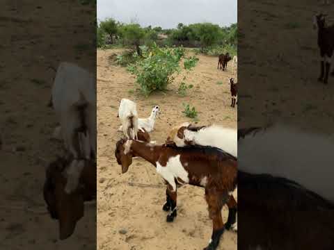 little goats 🤣 fighting style 😂#shorts