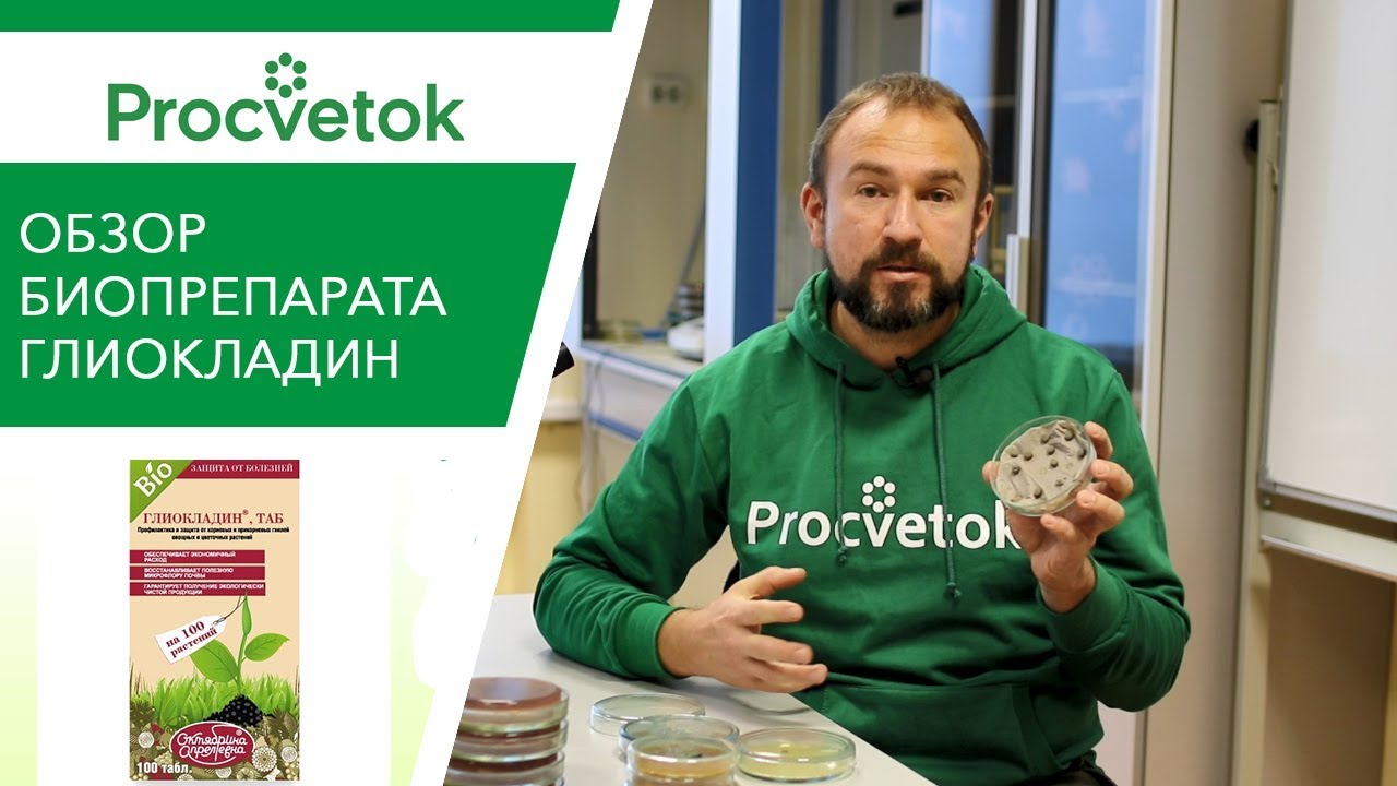 Есть ли триходерма в глиокладине? Честный обзор биопрепарата