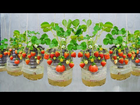I wish I knew about these strawberry growing methods sooner, the fruits are big and very sweet