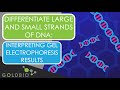 Gel Electrophoresis Concepts and Applications