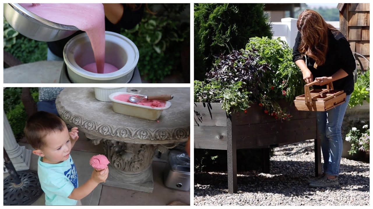 Harvesting Strawberries & Making Ice Cream!