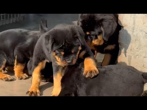 Rottweiler puppy for Sale Heavy bone punched face kci registered puppies