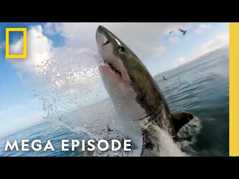 Sharkfest 2025: Viral, Supersized &amp; Baby Sharks | MEGA EPISODE | National Geographic