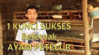 Cara Budidaya Ayam Petelur Videos Kansas City Comic Con