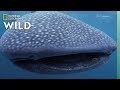 Shark Species and Behavior