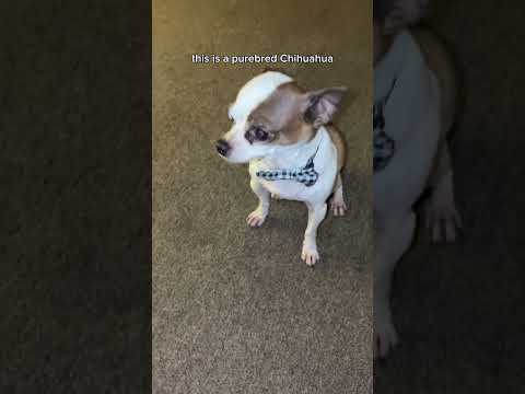 Chihuahuas in Ohio