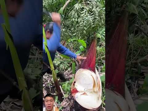 Tips Care Banana thu hoạch chuối khổng lồ #farming #farmtips #agriculture #banana