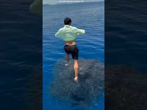 A flock of fish seen in the middle of the sea #shortsvideo