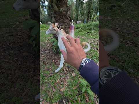 Trick cepat penyuntikan lembu agresif #shortsvideo #cow #animals