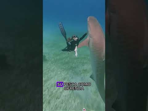 Save the baby sharks in the mother shark's belly#animals #Friendship #Us