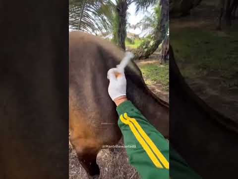 Vets Giving Injection To The Cattles