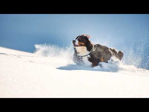 Dogs and First Snow: A Pawfect Christmas Compilation