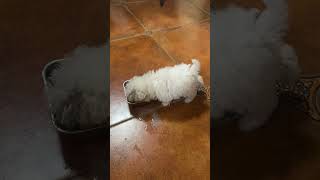 Here’s a puppy who just learned how to eat