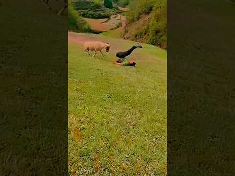 I will butt you ##funny #funnyvideo #animals #goat @mouse11121