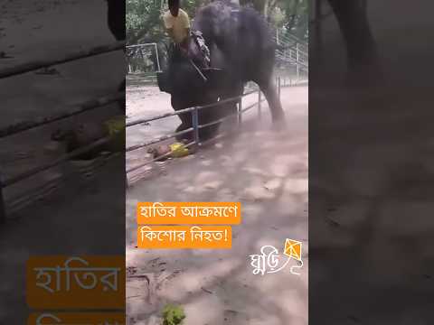 āĻŽāĻŋāϰāĻĒā§āϰ āĻāĻŋā§āĻŋā§āĻžāĻāĻžāύāĻžā§ āĻšāĻžāϤāĻŋāϰ āĻāĻā§āϰāĻŽāĻŖā§ āĻāĻŋāĻļā§āϰ āύāĻŋāĻšāϤ | elephant attack in dhaka zoo #shorts #shortsvideo