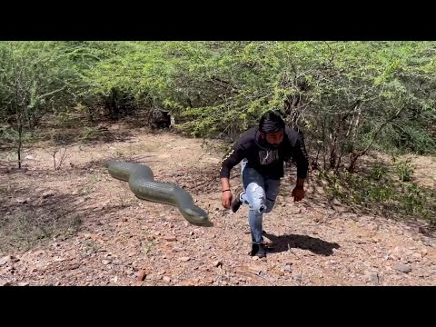 Anaconda Snake Chase In Jungle Video 2 HD