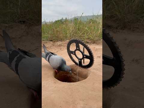 Unique Quick Creative Pigeon Trap #shorts