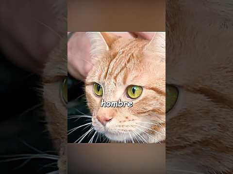 El gatito curó al hombre.😭😭😭#shorts #tenderness #cine