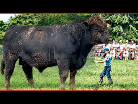 ANIMALES QUE CRECIERON MAS DE LO NORMAL Y SE VOLVIERON GIGANTES