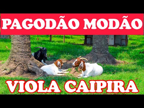 O SOM CAIPIRA RAIZ ARREBATA A ALMA PARA O PASSADO - PAGODÃO E MODÃO DE VIOLA CAIPIRA