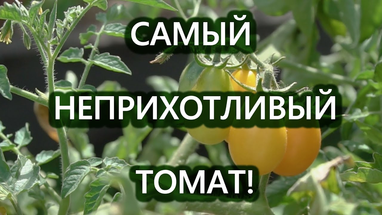 Томат, который растет как сорняк, без ухода, с огромным урожаем
